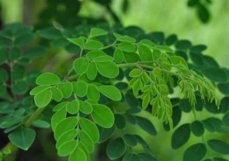 Ilustrasi daun kelor. (Foto: Internet)