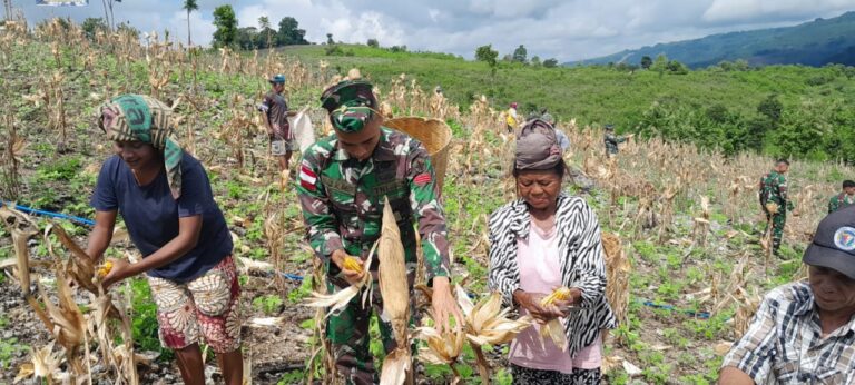 Seorang anggota TNI AD Satgas Yonif RK 744/SYB bersama sejumlah warga panen jagung bersama di Desa Asumanu. Foto Satgas Pamtas RI RDTL