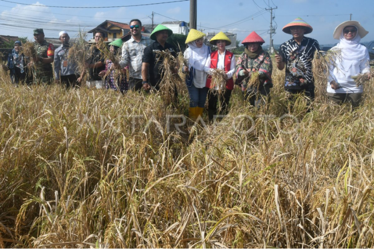 Ketua Umum PIM Lana T. Koentjoro dan Pj Wali Kota Bogor Hery Antasari Panen Raya Padi Nutrizinc Pertama di Indonesia