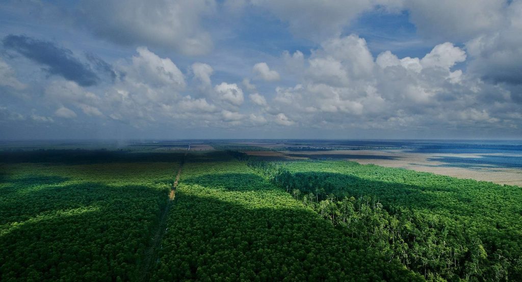 Pt Rapp Riau Menggali Fakta: Kasus PT RAPP dan Dugaan Korupsi di Riau